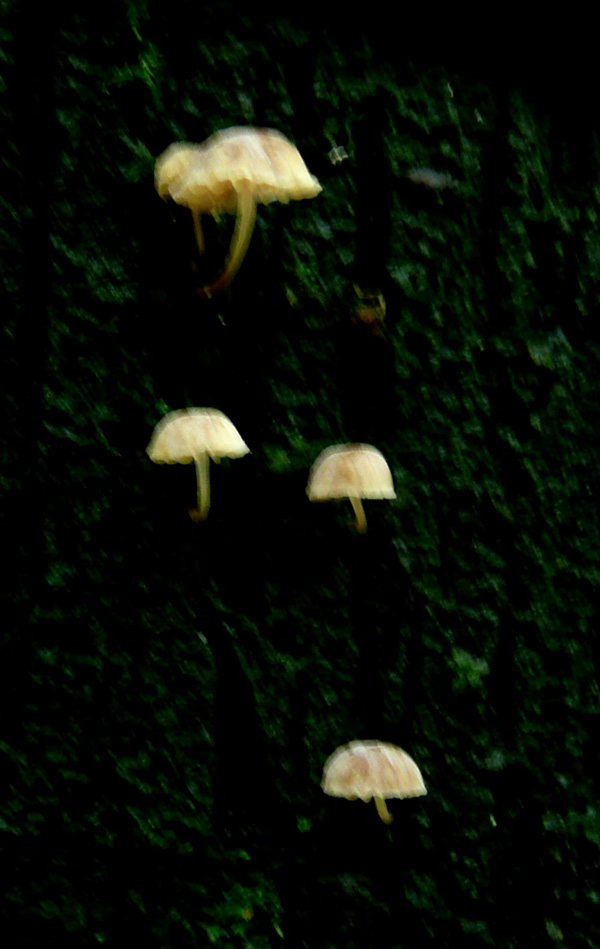 Marasmius ramealis? (Mycena sp.)